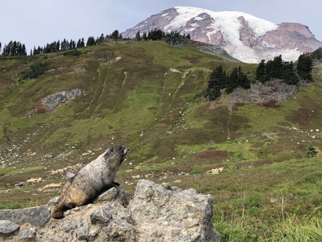 Marmot on a rock from the Skyline trail with meadows and Mount Rainier in the background. Mount Rainier National Park, WA