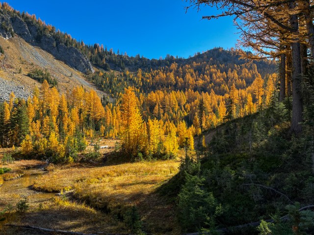 Entire hillside of golden larches fill the valley on the way up to the peak of Carne Mt. Trinity, WA